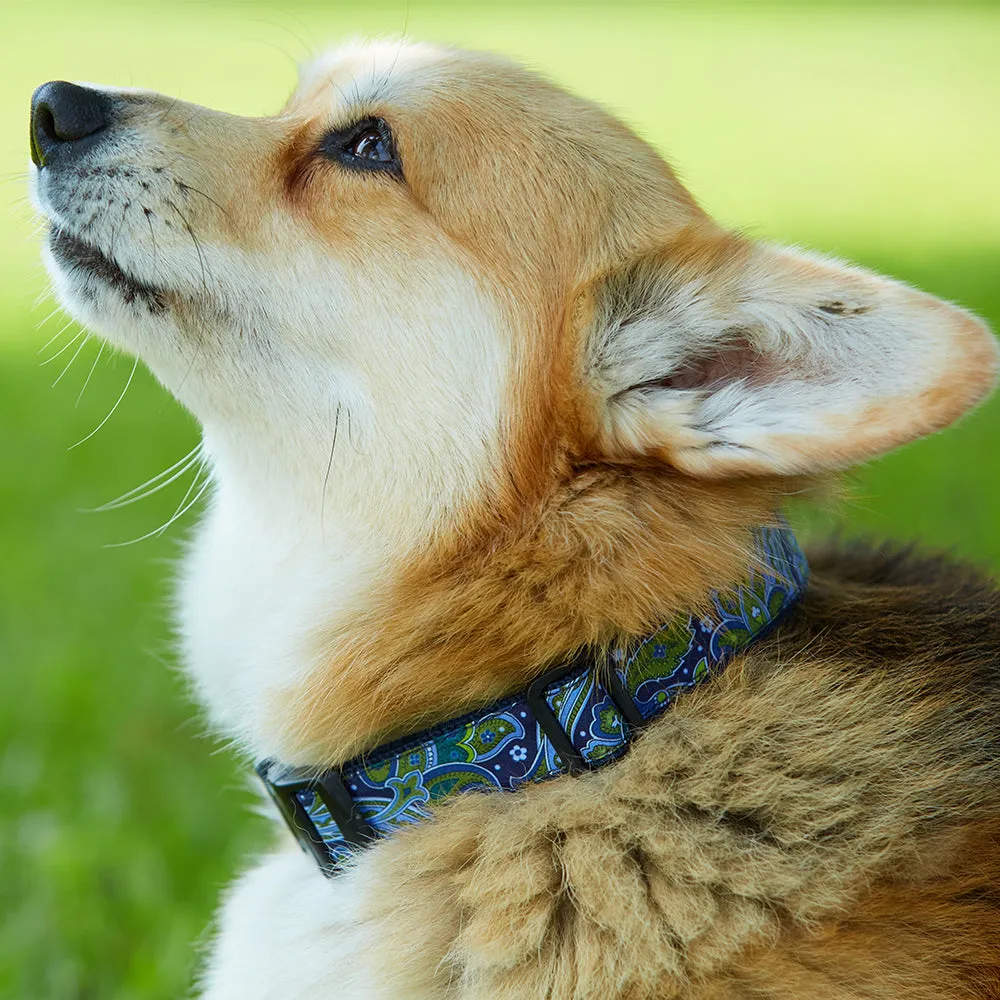 Euphonium - Dog Collar