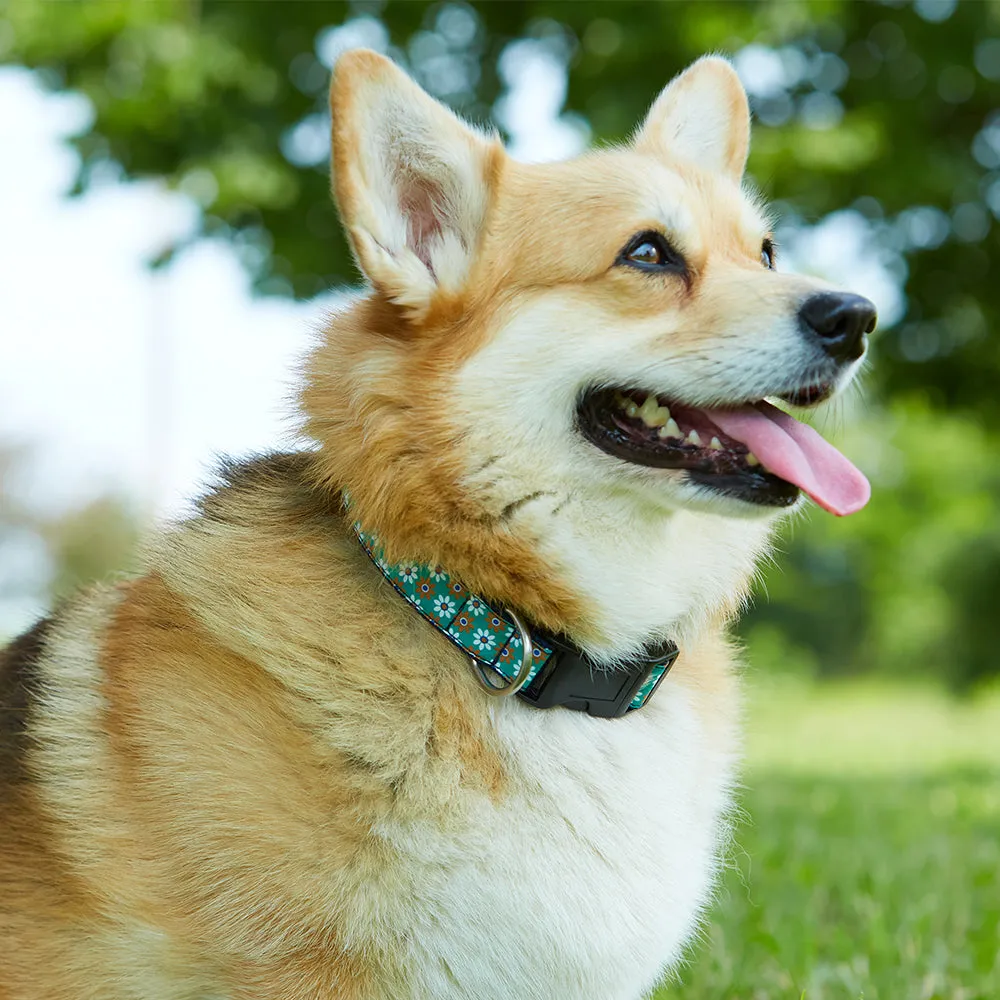 Euphonium - Dog Collar